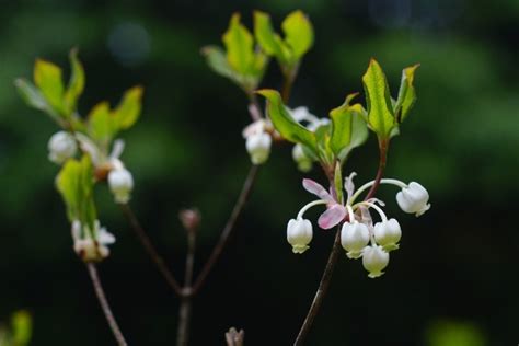 吊鐘花種子|蘭陽博物館